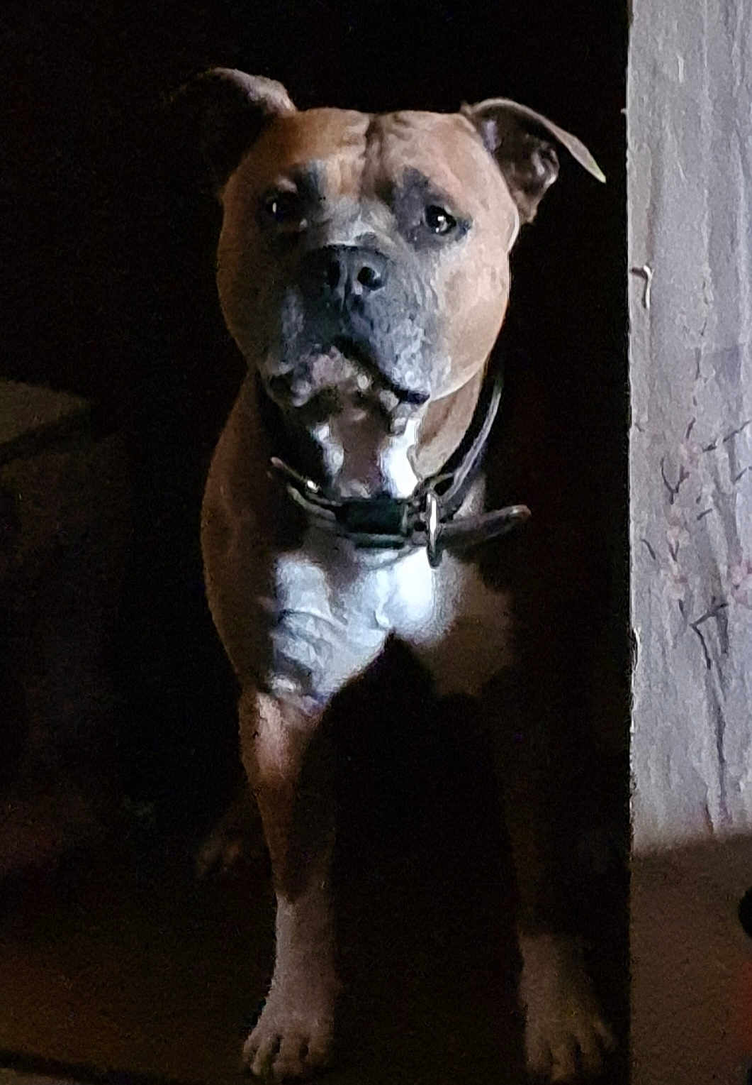 Lucky participe au concours pour gagner de l'argent avec cette photo : dog, pet, animal, canine, brown, collar, standing, indoors, shadow, dark, light, face, ears, muscular, fur, portrait, alert, looking, quiet, companion