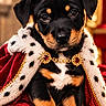 dog, puppy, rottweiler, black_and_tan, crown, royal, throne, cape, ermine_trim, red_velvet, portrait, sitting, front_facing, looking_at_camera, brown_eyes, floppy_ears, ornate, luxury, indoor, regal
