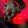Rocky joined the competition — help win amazing prizes! puppy, dog, black_and_tan, sleeping, lying_down, pet, animal, red_bed, plush_bed, indoor, cozy, cute, portrait, close_up, brown_markings, collar, red_collar, eyes, nose, home