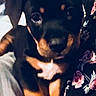puppy, dog, black_and_tan, sitting, portrait, pet, animal, floppy_ears, brown markings, dark fur, white_chest, front_paws, indoors, lap, floral clothing, bedding, close_up, cute, companion_animal, photography