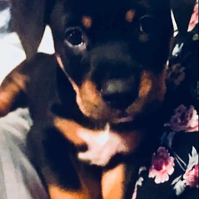 Rocky