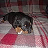 Rocky is registered to the contest to win money with this photo: puppy, dog, black_and_tan, sleepy, lying_down, small, pet, animal, canine, face, eyes, nose, paws, fur, plaid_blanket, red, white, indoors, cozy, portrait
