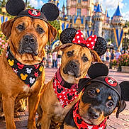 Ehu joined the competition — help win amazing prizes! dogs, three_dogs, pets, animals, mickey_mouse_ears, minnie_mouse_bow, bandanas, costumes, disney_theme, castle, amusement_park, outdoor, daylight, blue_sky, flowers, brick_path, portrait, group_portrait, cute, head_tilt