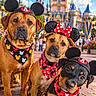 dogs, three_dogs, pets, animals, mickey_mouse_ears, minnie_mouse_bow, bandanas, costumes, disney_theme, castle, amusement_park, outdoor, daylight, blue_sky, flowers, brick_path, portrait, group_portrait, cute, head_tilt