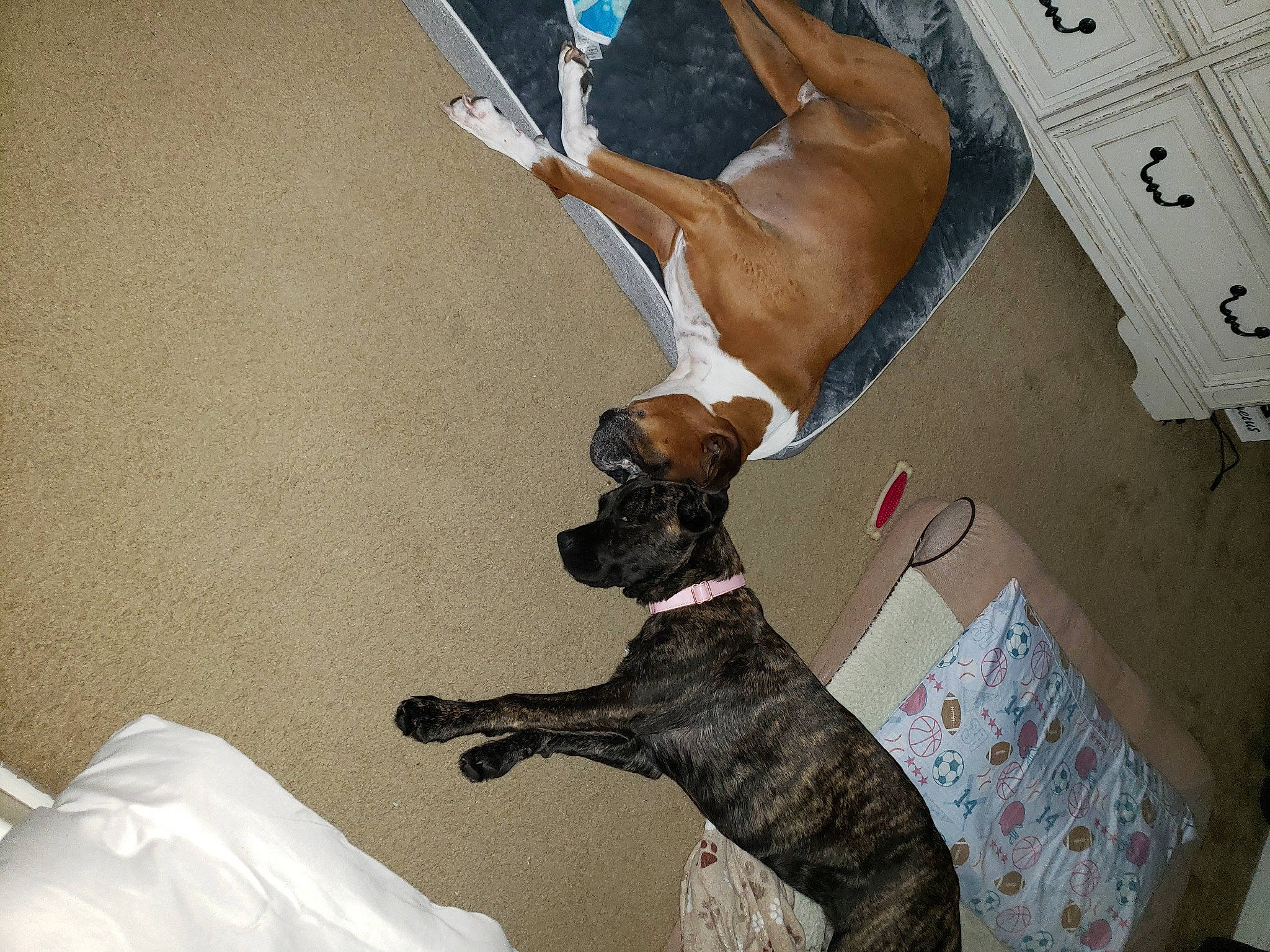 Luna is registered to the contest to win money with this photo: canidae, carnivore, collar, comfort, companion_dog, dog, dog_breed, fawn, felidae, fur, paw, pet_supply, shipping_box, small_to_medium_sized_cats, snout, sporting_group, tail, toy_dog, whiskers, working_animal