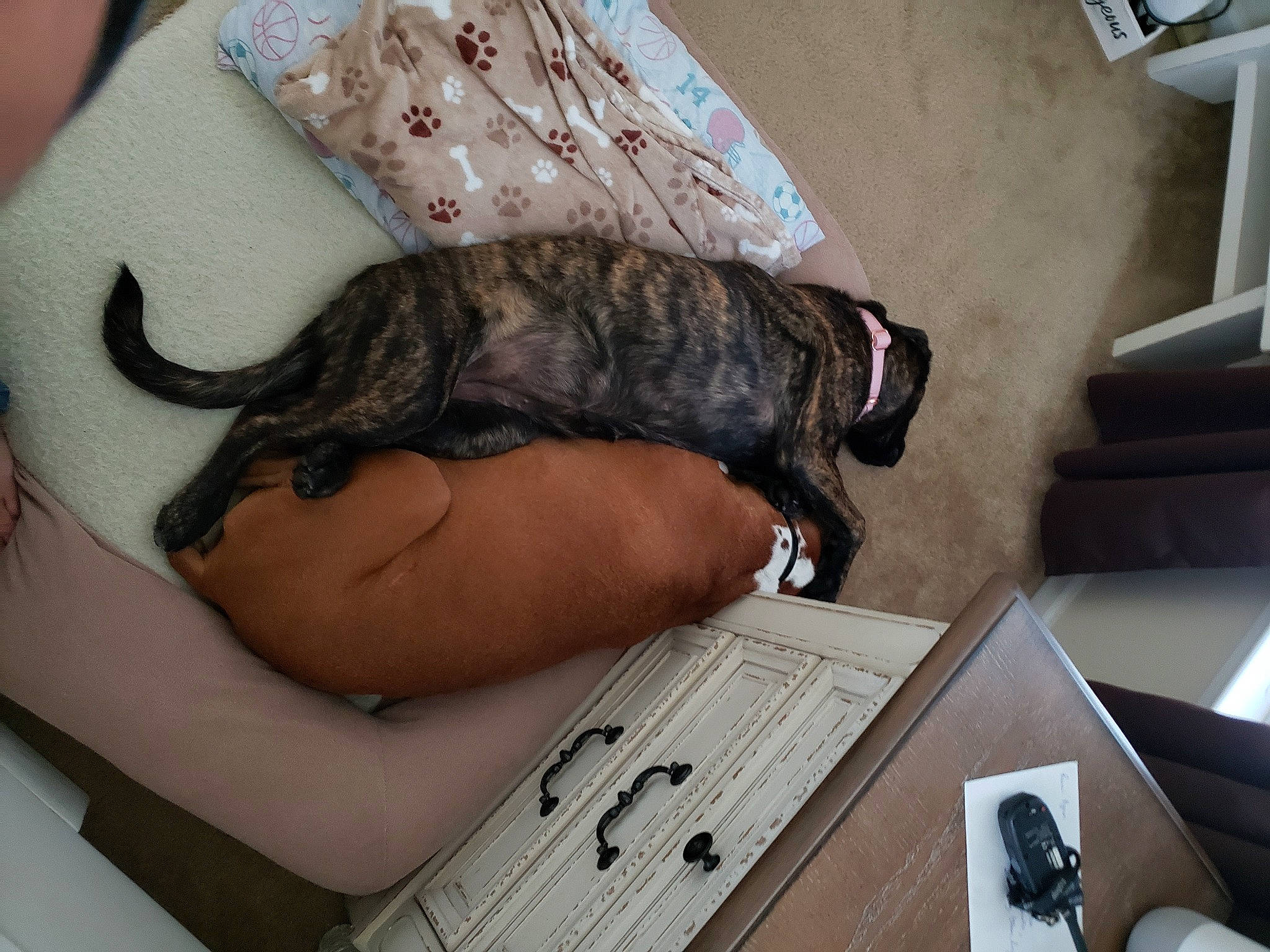 Luna is registered to the contest to win money with this photo: carnivore, cat, comfort, dog_breed, elbow, felidae, fur, human_leg, mammal, office_supplies, reptile, small_to_medium_sized_cats, sporting_group, tail, terrestrial_animal, thigh, vertebrate, whiskers, wood, wrist