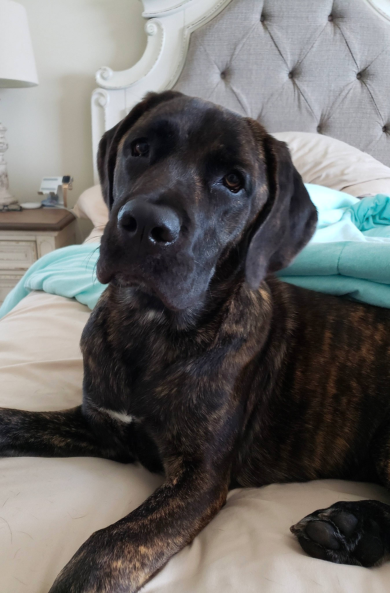 Luna joined the competition — help win amazing prizes! borador, canidae, carnivore, comfort, companion_dog, couch, dog, dog_breed, dog_collar, fur, guard_dog, gun_dog, lamp, liver, non_sporting_group, sporting_group, terrestrial_animal, working_animal