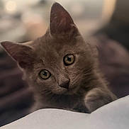 Casper joined the competition — help win amazing prizes! cat, kitten, gray_cat, pet, animal, cute, feline, whiskers, ears, eyes, fur, closeup, portrait, domestic_animal, indoor, soft_focus, curious, cute_pet, young_cat, adorable