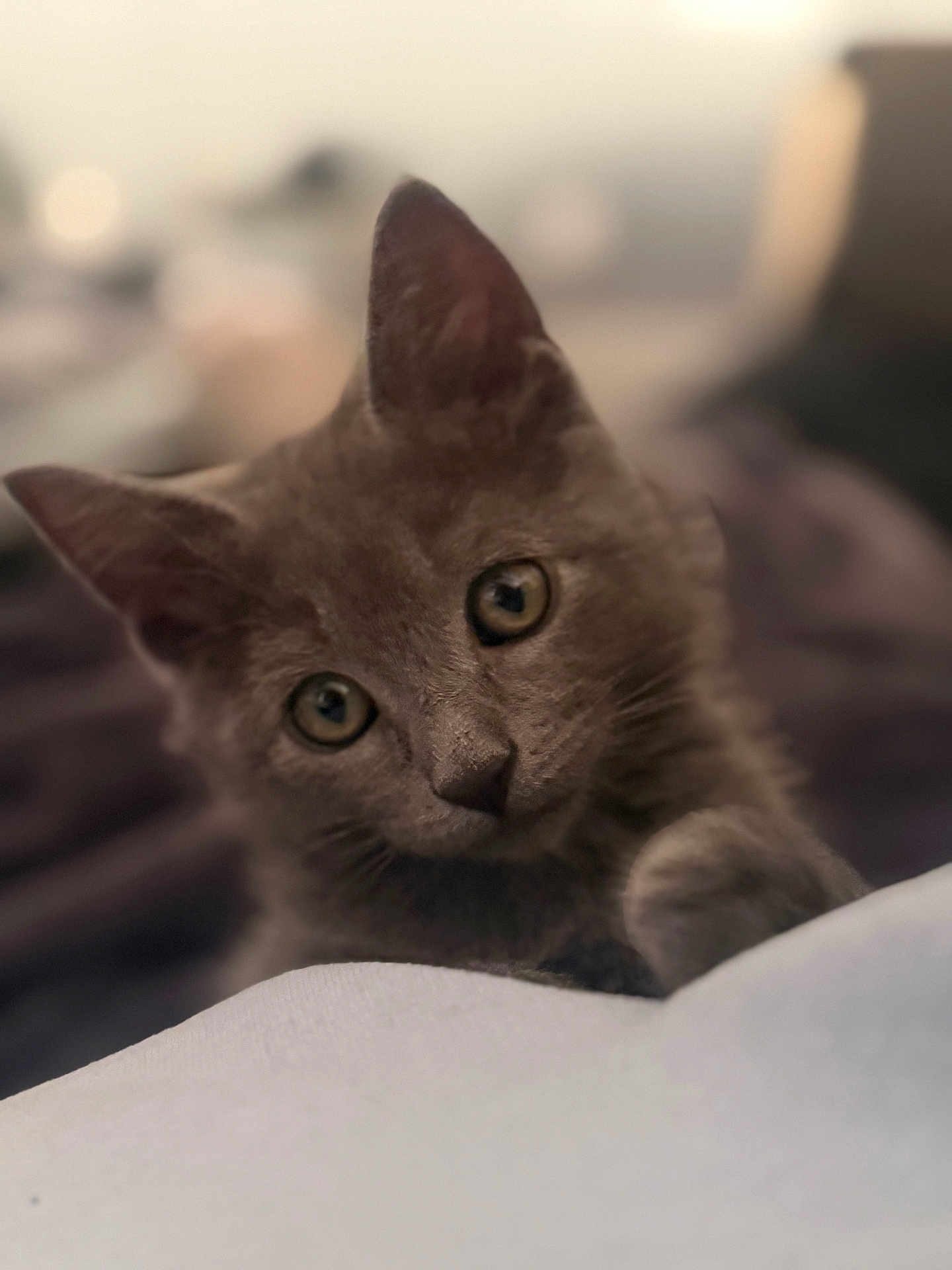 Casper joined the competition — help win amazing prizes! cat, kitten, gray_cat, pet, animal, cute, feline, whiskers, ears, eyes, fur, closeup, portrait, domestic_animal, indoor, soft_focus, curious, cute_pet, young_cat, adorable
