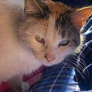 Sakura Patricia is registered to the contest to win money with this photo: animal, blue_eye, cat, close_up, colorful_eyes, cozy, cute, domestic_cat, fabric, feline, fur, green_eye, heterochromia, indoor, pet, plaid, portrait, resting, soft_light, whiskers