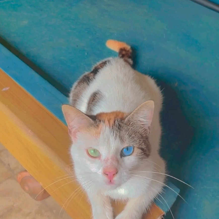 Sakura Patricia is registered to the contest to win money with this photo: animal, blue_eye, brown, calico, cat, curious, feline, fur, green_eye, heterochromia, indoor, looking_up, paws, pet, pool_table, resting, vintage, whiskers, white, wooden