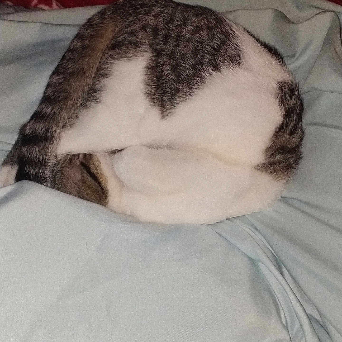 Gizi joined the competition — help win amazing prizes! abyssinian, animal, bed, bedroom, blanket, cat, chair, couch, cushion, egyptiancat, furniture, homedecor, indoors, kitten, manx, person, pet, room, siamese, sleeping