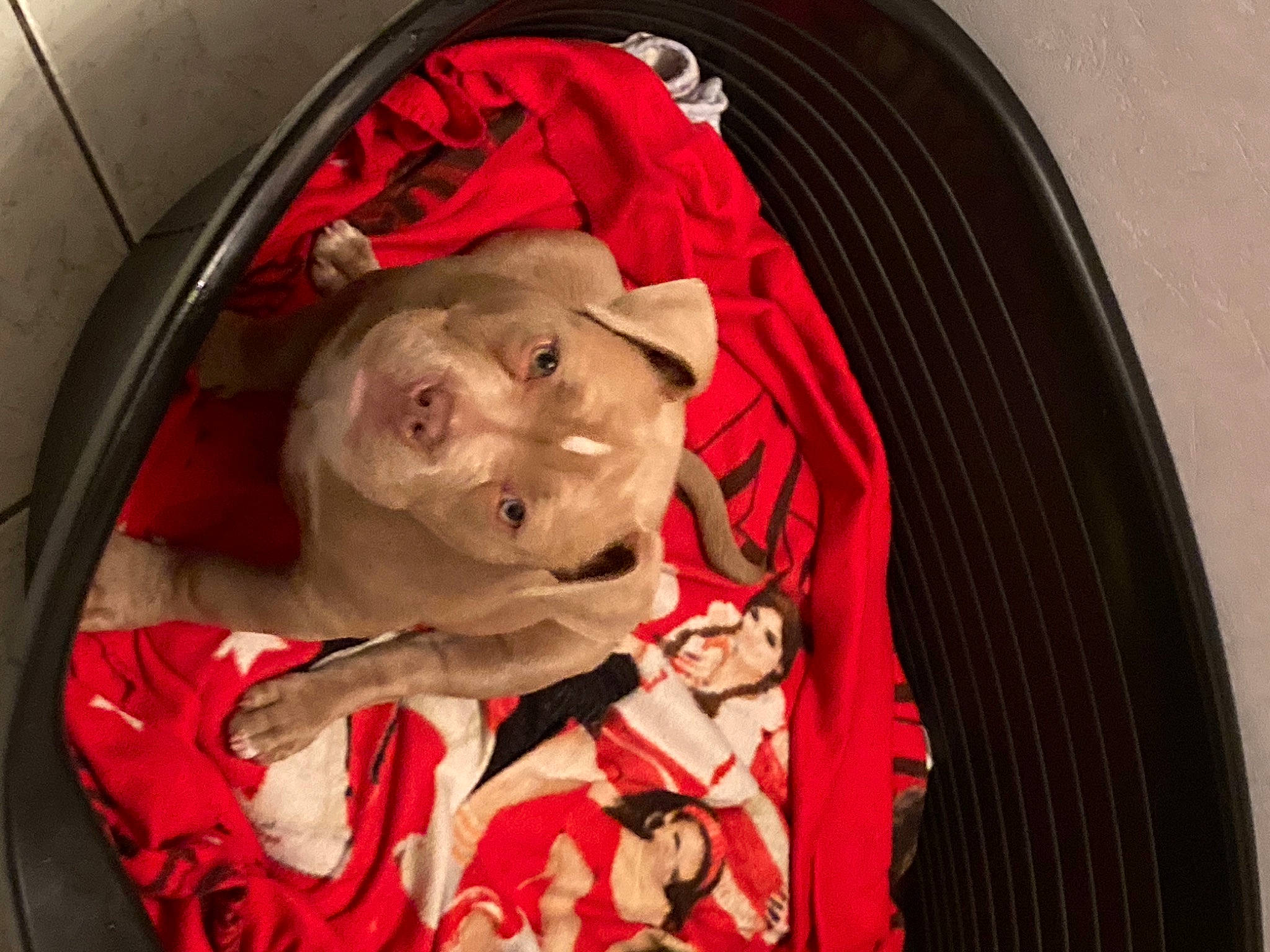 Souko participe au concours pour gagner de l'argent avec cette photo : canidae, cat, non_sporting_group, red, sporting_group