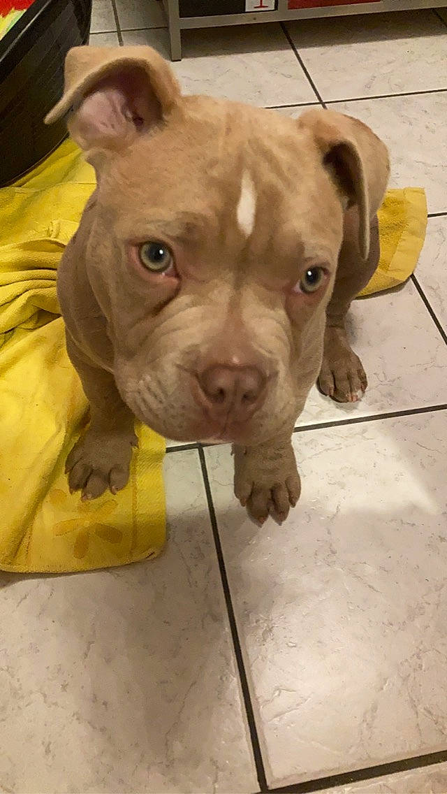 Souko participe au concours pour gagner de l'argent avec cette photo : american_bulldog, american_pit_bull_terrier, american_staffordshire_terrier, canidae, carnivore, dog, dog_breed, ear, fawn, mammal, non_sporting_group, nose, pit_bull, puppy, rare_breed_dog, snout, sporting_group, vertebrate