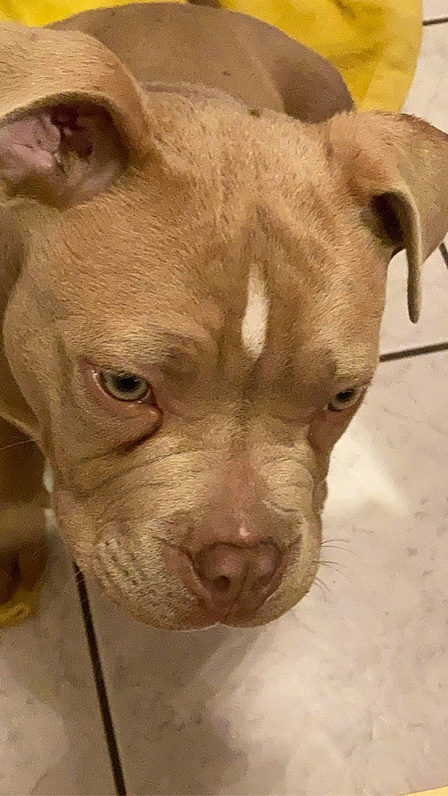 Souko participe au concours pour gagner de l'argent avec cette photo : american_bulldog, american_pit_bull_terrier, american_staffordshire_terrier, canidae, carnivore, cordoba_fighting_dog, dog, dog_breed, ear, fawn, mammal, non_sporting_group, nose, pit_bull, puppy, rare_breed_dog, skin, snout, vertebrate, whiskers