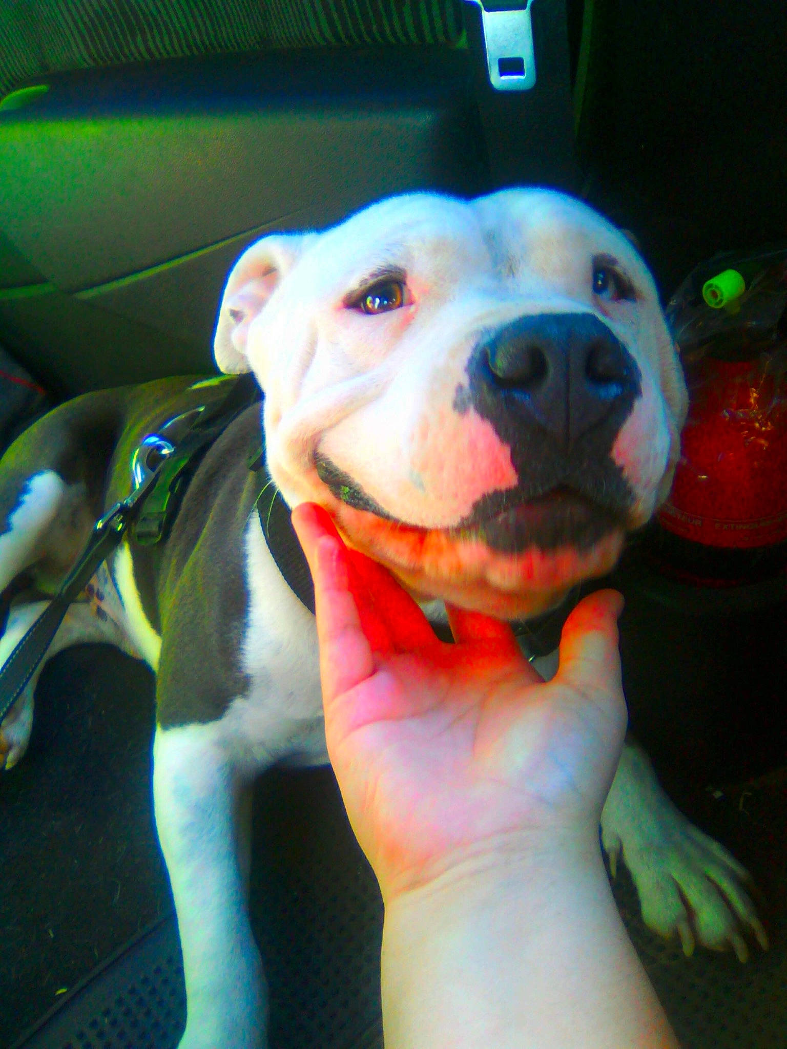 Gims a rejoint le concours — aidez-le/la à gagner de superbes lots ! american_bulldog, american_pit_bull_terrier, australian_bulldog, bulldog, canidae, carnivore, dog, dog_breed, dogo_guatemalteco, fawn, mammal, non_sporting_group, pit_bull, rare_breed_dog, snout, valley_bulldog, vertebrate, white_english_bulldog