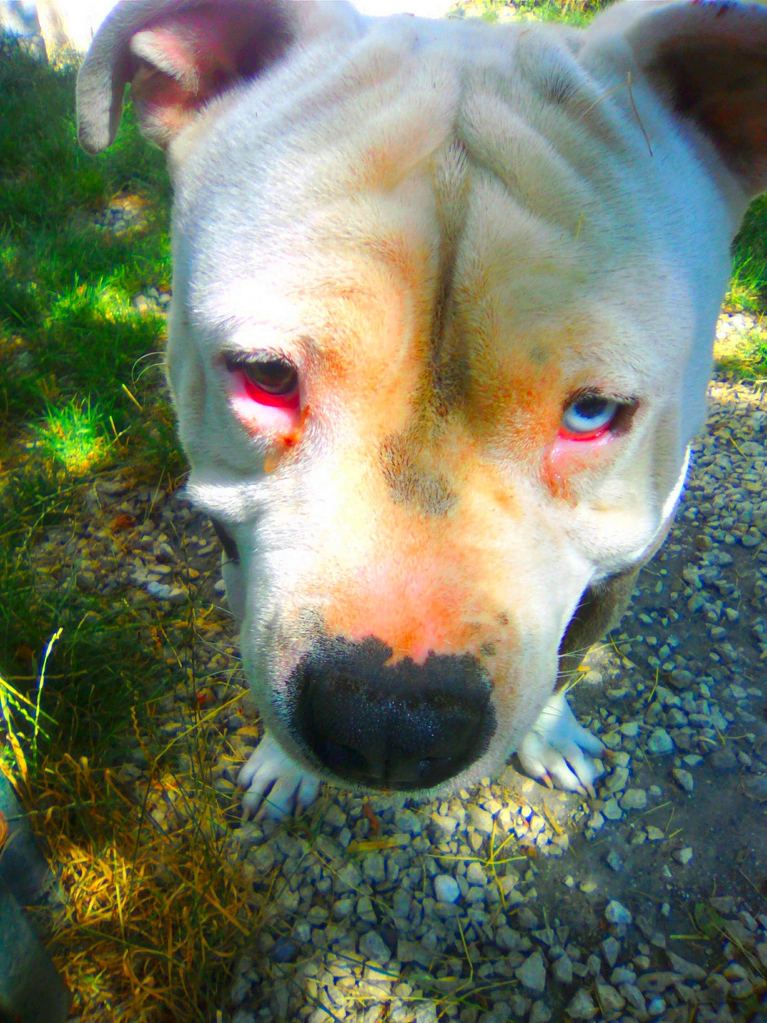 Gims participe au concours pour gagner de l'argent avec cette photo : american_bulldog, american_pit_bull_terrier, american_staffordshire_terrier, bull_and_terrier, canidae, carnivore, cordoba_fighting_dog, dog, dog_breed, dogo_argentino, dogo_guatemalteco, fawn, mammal, non_sporting_group, nose, pit_bull, rare_breed_dog, snout, staffordshire_bull_terrier, vertebrate