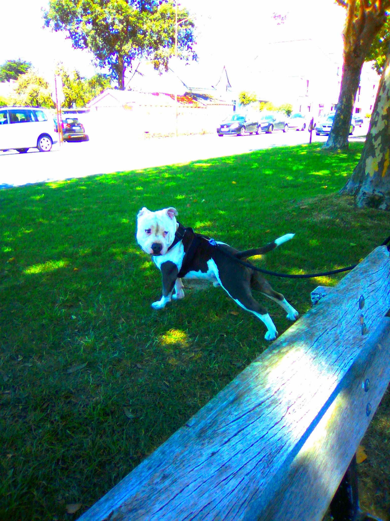 Gims a rejoint le concours — aidez-le/la à gagner de superbes lots ! boston_terrier, canidae, carnivore, dog, dog_breed, fawn, garden, grass, green, lawn, leaf, leisure, non_sporting_group, plant, sunlight, tail, tree, yard