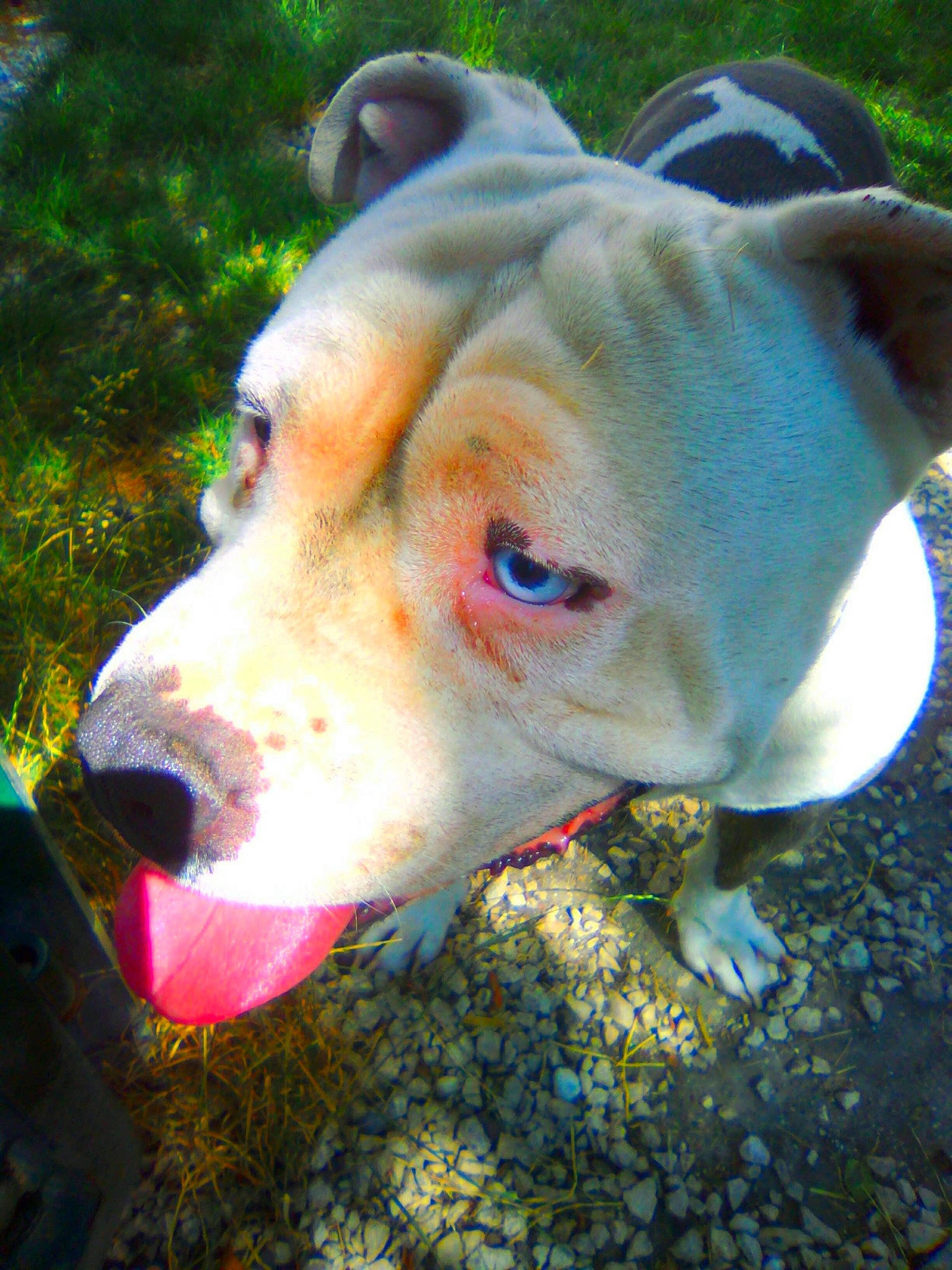 Gims a rejoint le concours — aidez-le/la à gagner de superbes lots ! american_bulldog, american_pit_bull_terrier, american_staffordshire_terrier, bandog, canidae, carnivore, catahoula_bulldog, dog, dog_breed, dogo_argentino, dogo_guatemalteco, ear, fawn, mammal, non_sporting_group, pit_bull, rare_breed_dog, snout, valley_bulldog, vertebrate