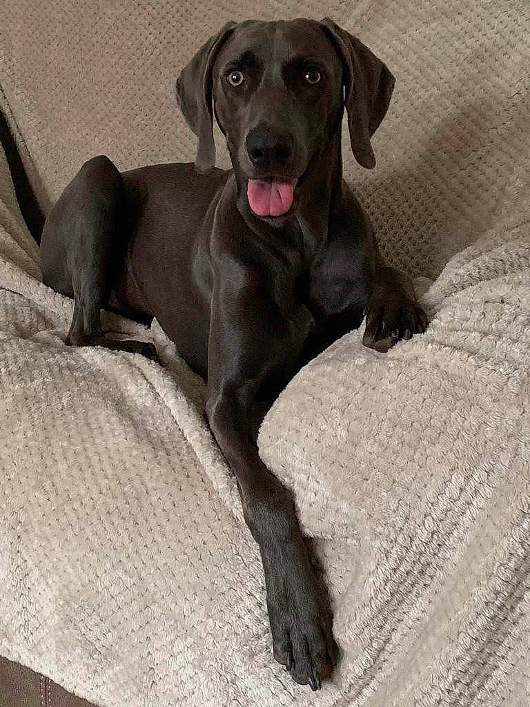 Harley is registered to the contest to win money with this photo: borador, carnivore, collar, comfort, companion_dog, dog, dog_breed, dog_collar, dog_supply, grey, guard_dog, gun_dog, liver, pet_supply, terrestrial_animal, whiskers, working_animal