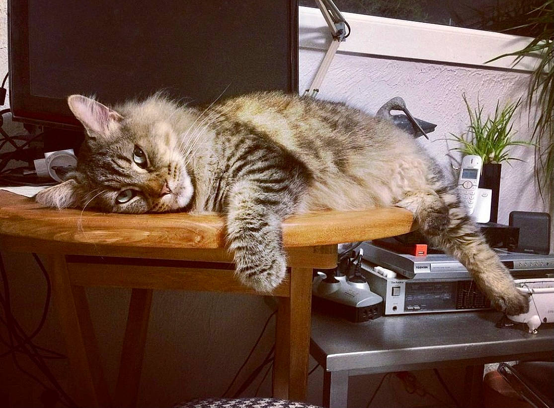 Jo participe au concours pour gagner de l'argent avec cette photo : carnivore, cat, claw, comfort, couch, domestic_short_haired_cat, felidae, flowerpot, fur, houseplant, metal, nap, paw, plant, room, small_to_medium_sized_cats, table, tail, whiskers