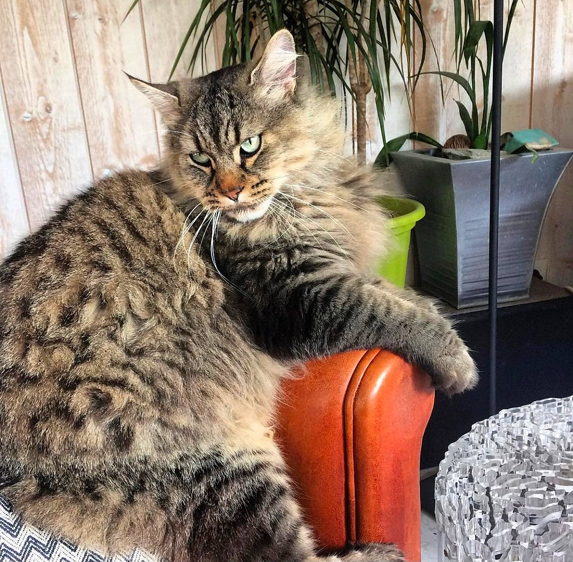 Jo participe au concours pour gagner de l'argent avec cette photo : carnivore, cat, chair, claw, comfort, domestic_short_haired_cat, felidae, flowerpot, fur, houseplant, paw, plant, sitting, small_to_medium_sized_cats, snout, tail, terrestrial_animal, tree, whiskers, window