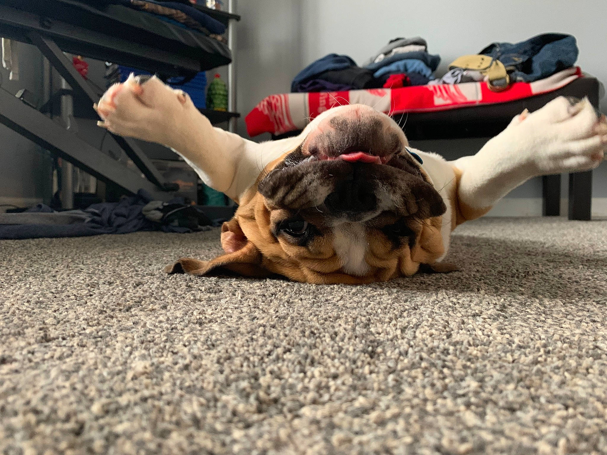 Chunk is registered to the contest to win money with this photo: arm, asphalt, automotive_tire, barefoot, comfort, companion_dog, dog_breed, fawn, floor, flooring, grass, human_leg, knee, leg, road, road_surface, shoe, sneakers, thigh, wood