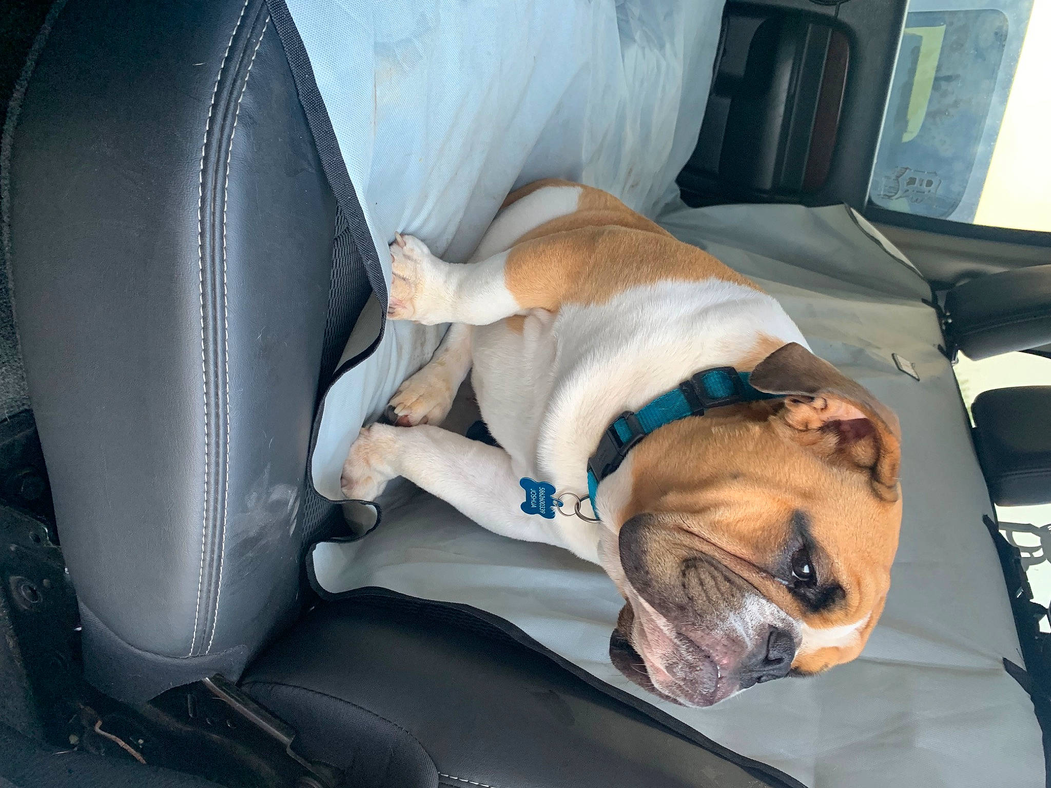 Chunk joined the competition — help win amazing prizes! auto_part, automotive_design, car, car_seat, car_seat_cover, carnivore, comfort, companion_dog, dog, family_car, fawn, head_restraint, luxury_vehicle, mammal, mode_of_transport, motor_vehicle, personal_luxury_car, vehicle, vehicle_door, vertebrate