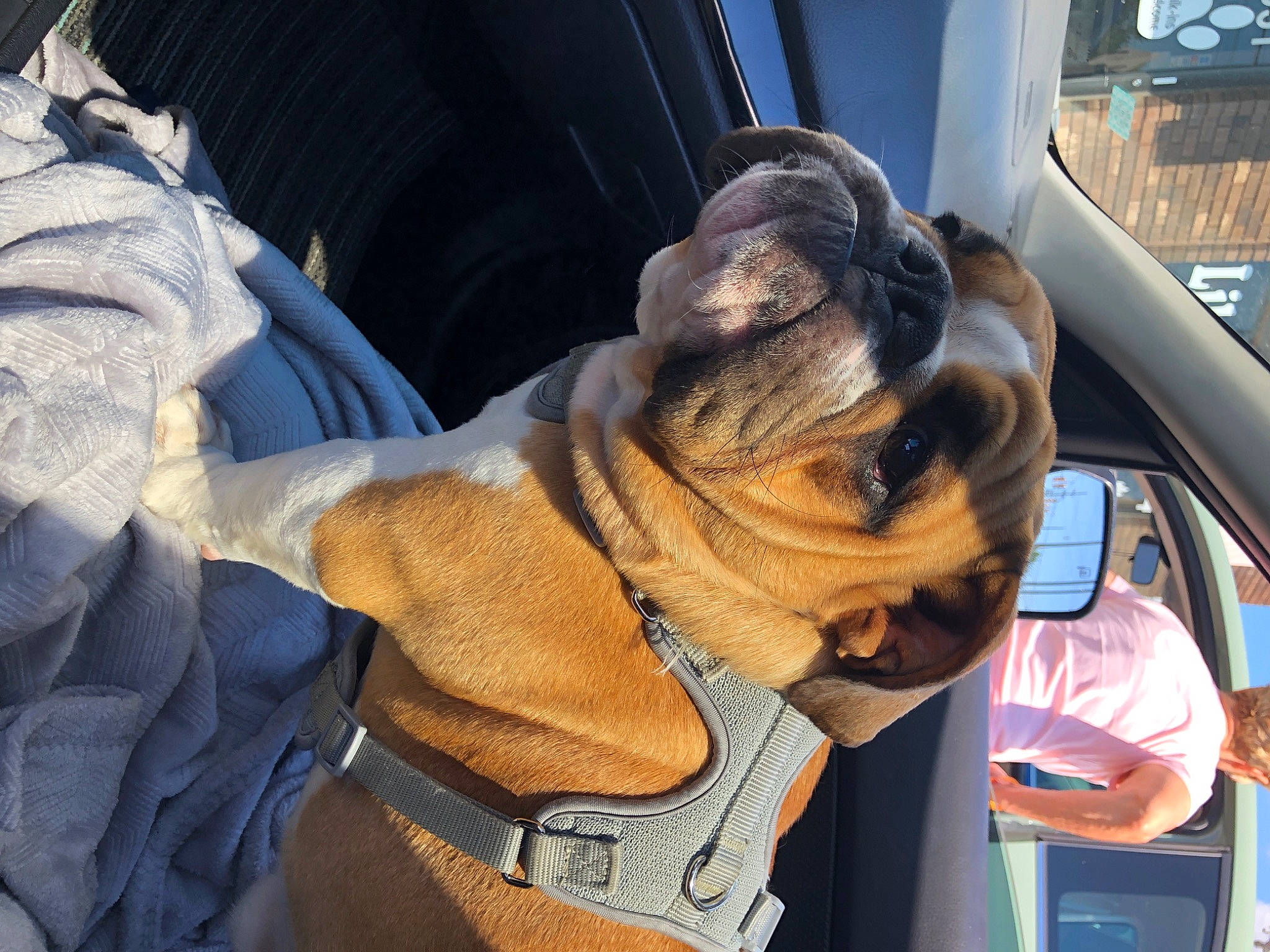 Chunk is registered to the contest to win money with this photo: auto_part, carnivore, collar, companion_dog, dog, dog_breed, dog_collar, electric_blue, family_car, fawn, mammal, motor_vehicle, pug, snout, sporting_group, vehicle, vehicle_door, vertebrate, working_animal, wrinkle