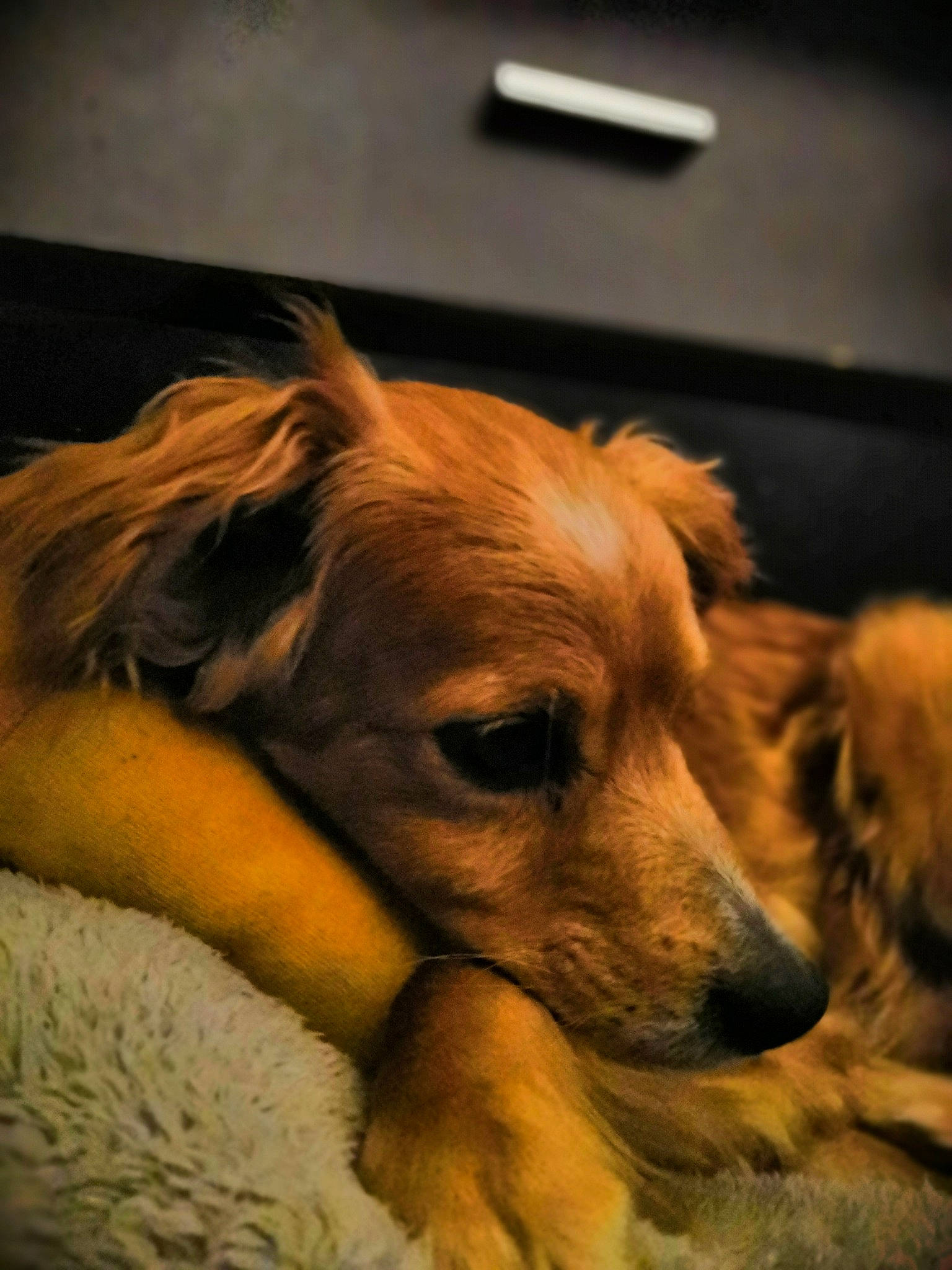 Rasta a rejoint le concours — aidez-le/la à gagner de superbes lots ! canidae, carnivore, companion_dog, dog, dog_breed, fur, lurcher, mammal, puppy, puppy_love, silken_windhound, snout, sporting_group, whiskers