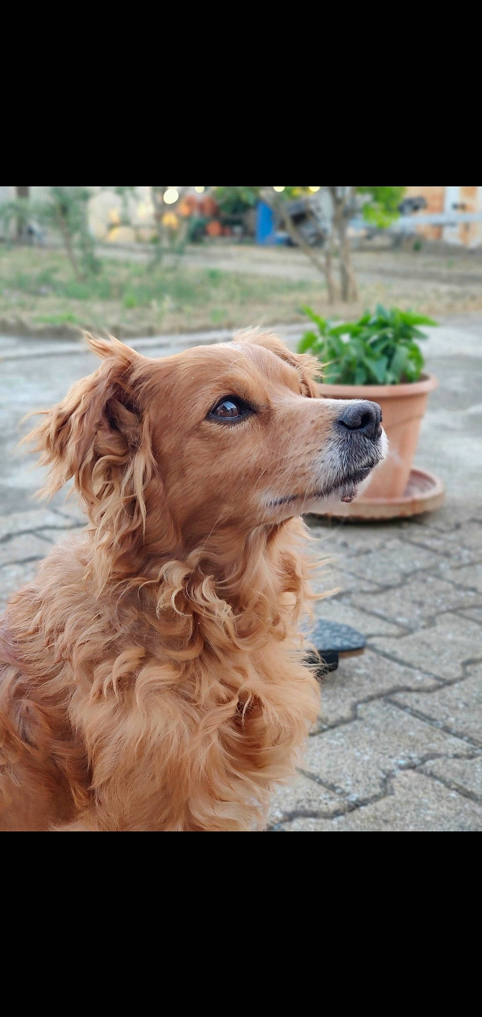 Rasta participe au concours pour gagner de l'argent avec cette photo : basque_shepherd_dog, canidae, carnivore, companion_dog, dog, dog_breed, fawn, golden_retriever, mammal, nova_scotia_duck_tolling_retriever, rare_breed_dog, retriever, snout, sporting_group