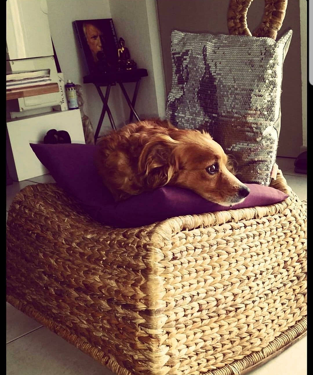 Rasta participe au concours pour gagner de l'argent avec cette photo : bed, canidae, carnivore, chair, comfort, companion_dog, couch, dachshund, dog, dog_bed, dog_breed, fur, furniture, home, house, interior_design, room, slipcover, sporting_group, square