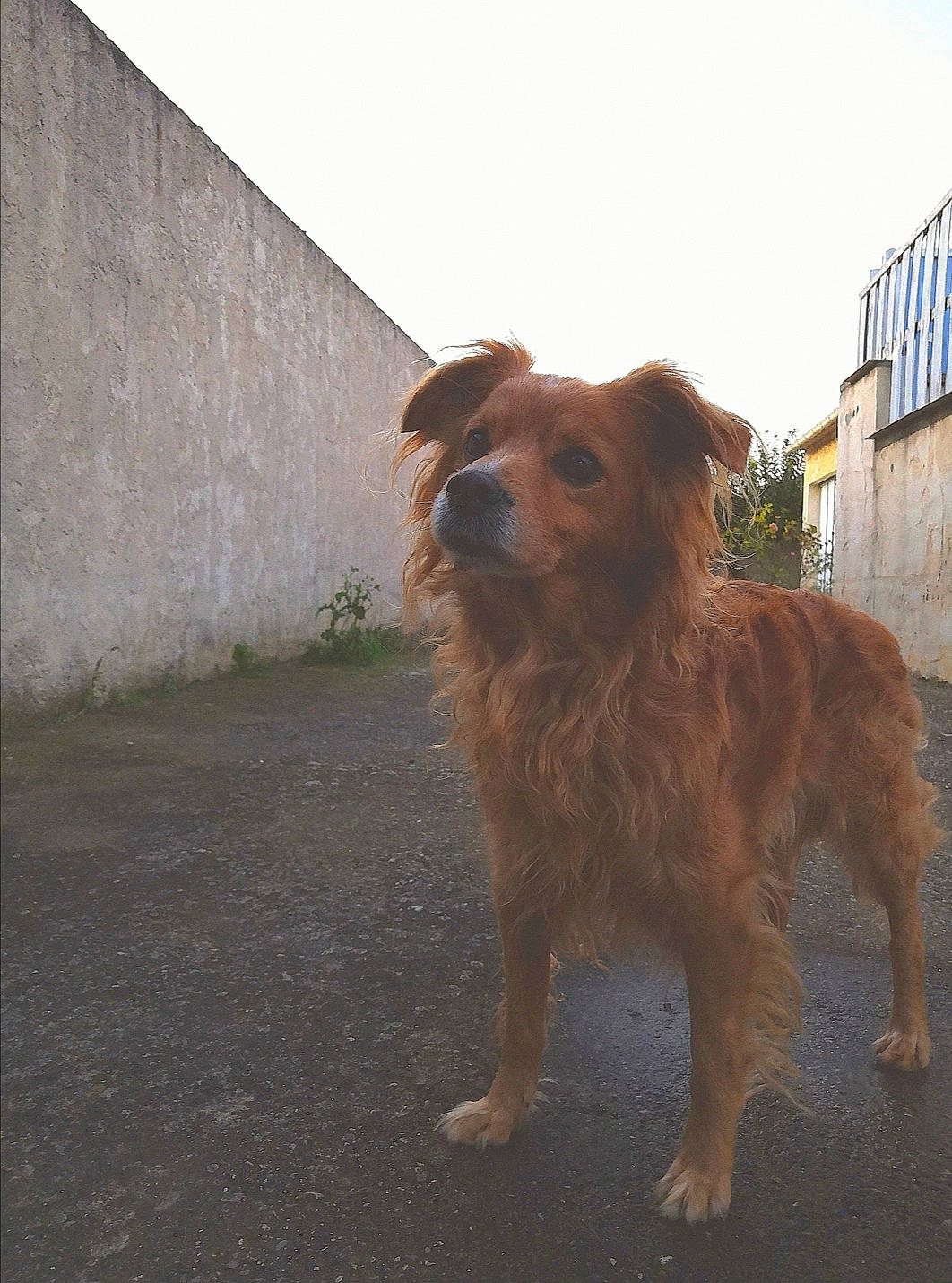 Rasta a rejoint le concours — aidez-le/la à gagner de superbes lots ! basque_shepherd_dog, canidae, carnivore, companion_dog, dog, dog_breed, fawn, mammal, nova_scotia_duck_tolling_retriever, rare_breed_dog, small_greek_domestic_dog, snout, sporting_group, street_dog, vertebrate