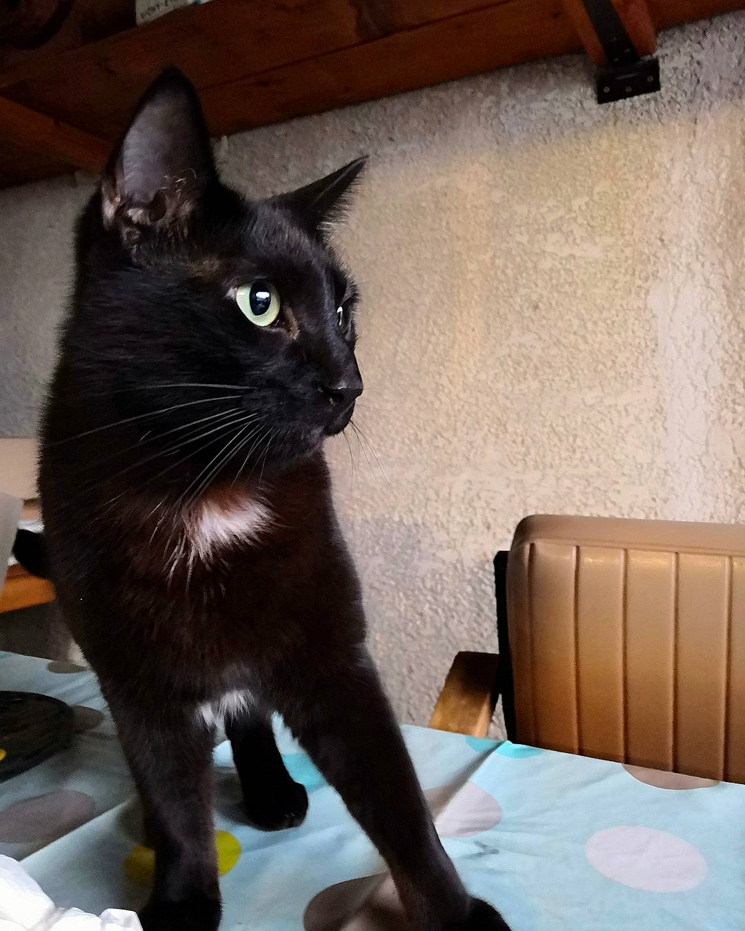 Canardo a rejoint le concours — aidez-le/la à gagner de superbes lots ! asian, black_cat, bombay, burmese, carnivore, cat, domestic_short_haired_cat, european_shorthair, felidae, havana_brown, kitten, korat, mammal, polydactyl_cat, small_to_medium_sized_cats, tail, vertebrate, whiskers