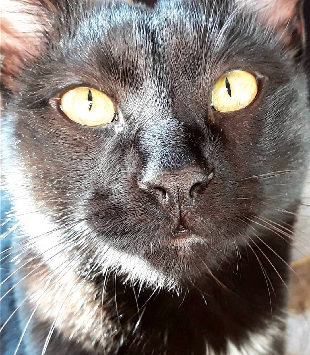 Canardo a rejoint le concours — aidez-le/la à gagner de superbes lots ! black_cat, burmese, carnivore, cat, chartreux, close_up, domestic_long_haired_cat, domestic_short_haired_cat, eye, felidae, fur, korat, mammal, nebelung, nose, photography, small_to_medium_sized_cats, snout, vertebrate, whiskers