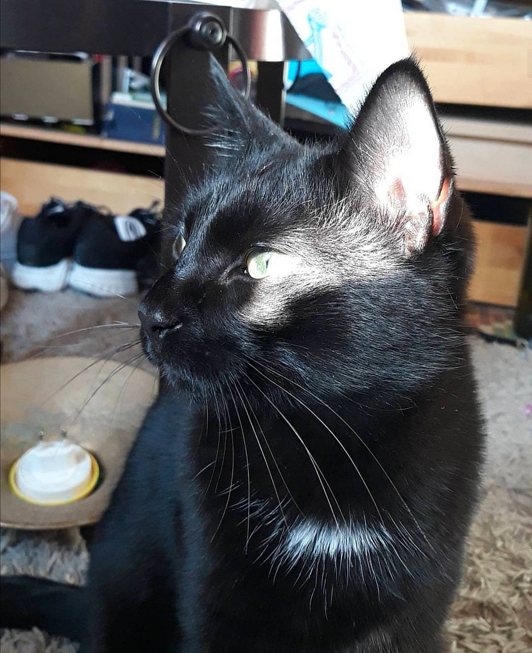 Canardo a rejoint le concours — aidez-le/la à gagner de superbes lots ! asian, black, black_cat, bombay, carnivore, cat, claw, domestic_short_haired_cat, ear, felidae, fur, mammal, small_to_medium_sized_cats, snout, tail, whiskers