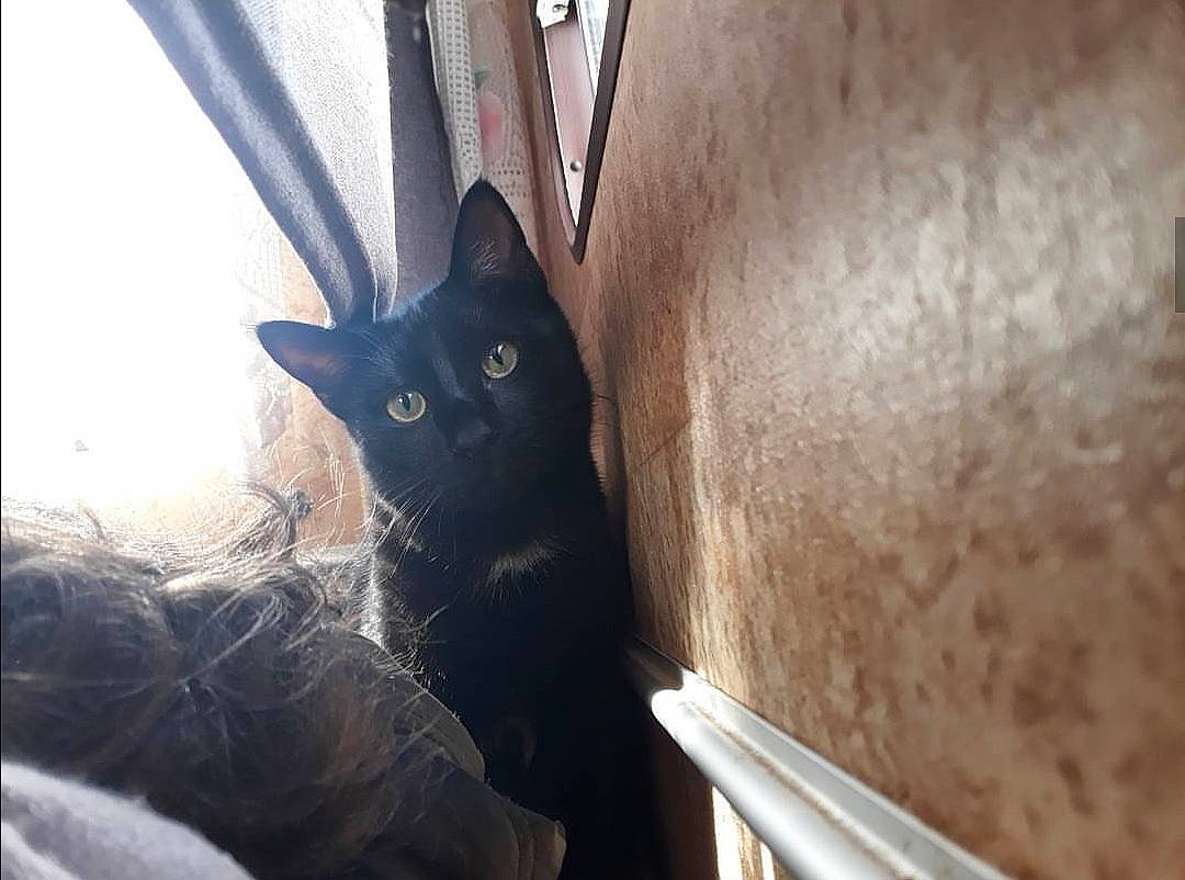 Canardo a rejoint le concours — aidez-le/la à gagner de superbes lots ! black_cat, carnivore, cat, domestic_short_haired_cat, felidae, korat, russian_blue, small_to_medium_sized_cats, snout, whiskers