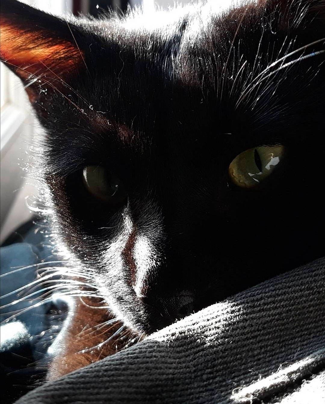 Canardo participe au concours pour gagner de l'argent avec cette photo : black_cat, carnivore, cat, close_up, eye, felidae, fur, nose, photography, small_to_medium_sized_cats, snout, whiskers