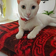 Serena a rejoint le concours — aidez-le/la à gagner de superbes lots ! cat, white_cat, odd_eyed_cat, heterochromia, pet, animal, portrait, close_up, lying_down, red_collar, blanket, red_blanket, indoors, bed, home, plant, television, ears, whiskers, looking_at_camera