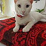 cat, white_cat, odd_eyed_cat, heterochromia, pet, animal, portrait, close_up, lying_down, red_collar, blanket, red_blanket, indoors, bed, home, plant, television, ears, whiskers, looking_at_camera