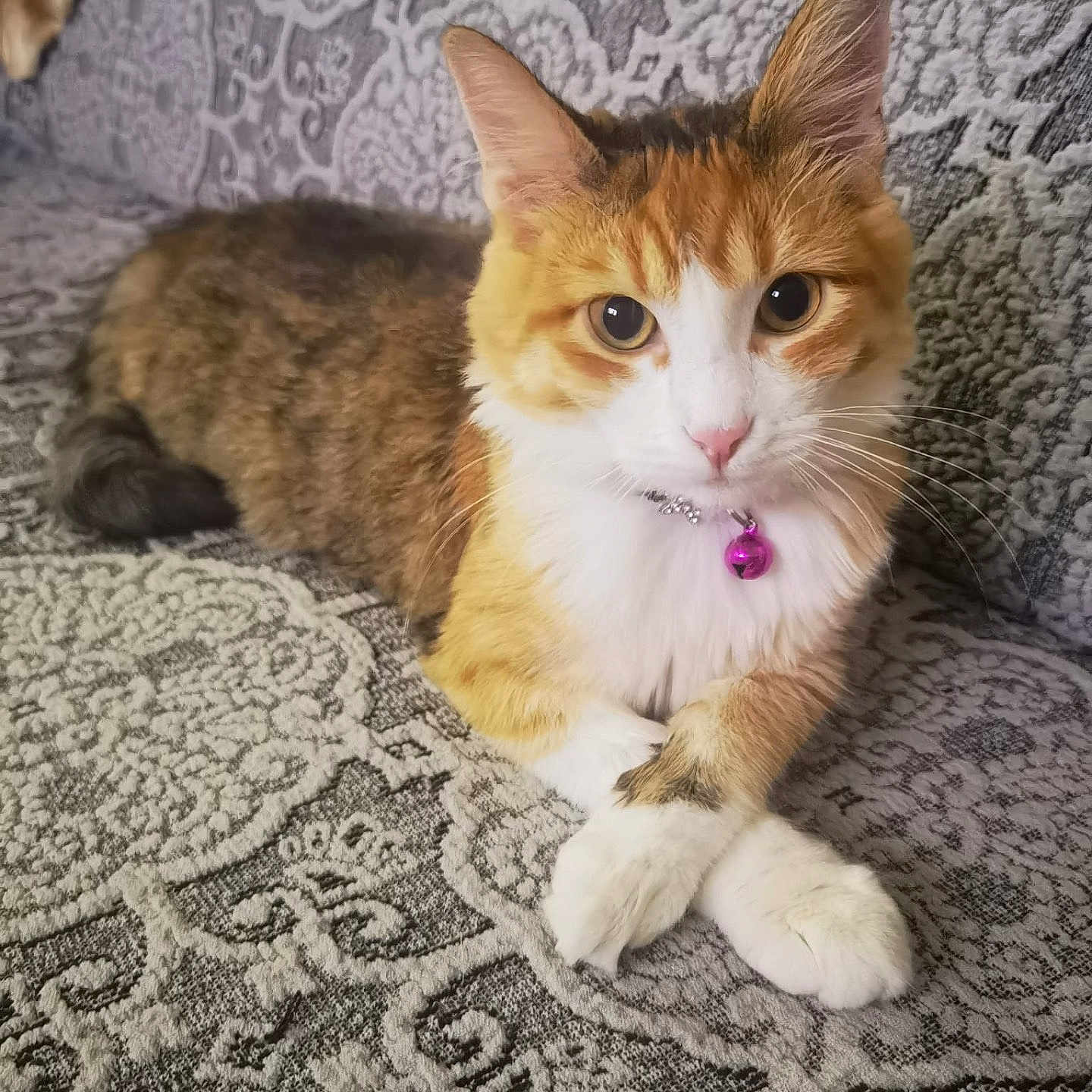 Rosa a rejoint le concours — aidez-le/la à gagner de superbes lots ! abyssinian, accessories, animal, cat, chair, collar, couch, cushion, furniture, homedecor, indoors, interiordesign, jewelry, kitten, manx, necklace, pet, purple, siamese, strap