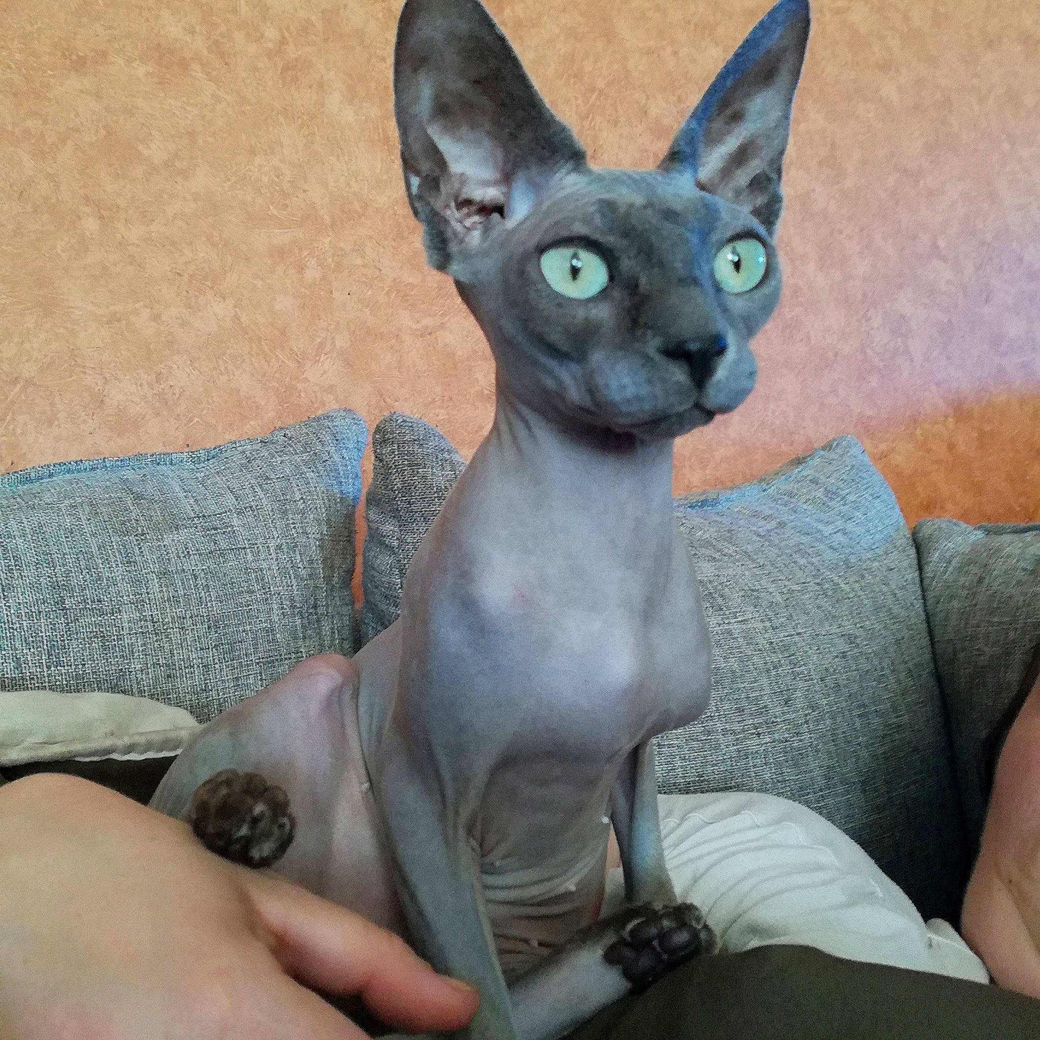 Nina a rejoint le concours — aidez-le/la à gagner de superbes lots ! carnivore, cat, cornish_rex, devon_rex, donskoy, felidae, mammal, oriental_shorthair, peterbald, rex_cat, russian_blue, small_to_medium_sized_cats, snout, sphynx, ukrainian_levkoy, vertebrate, whiskers
