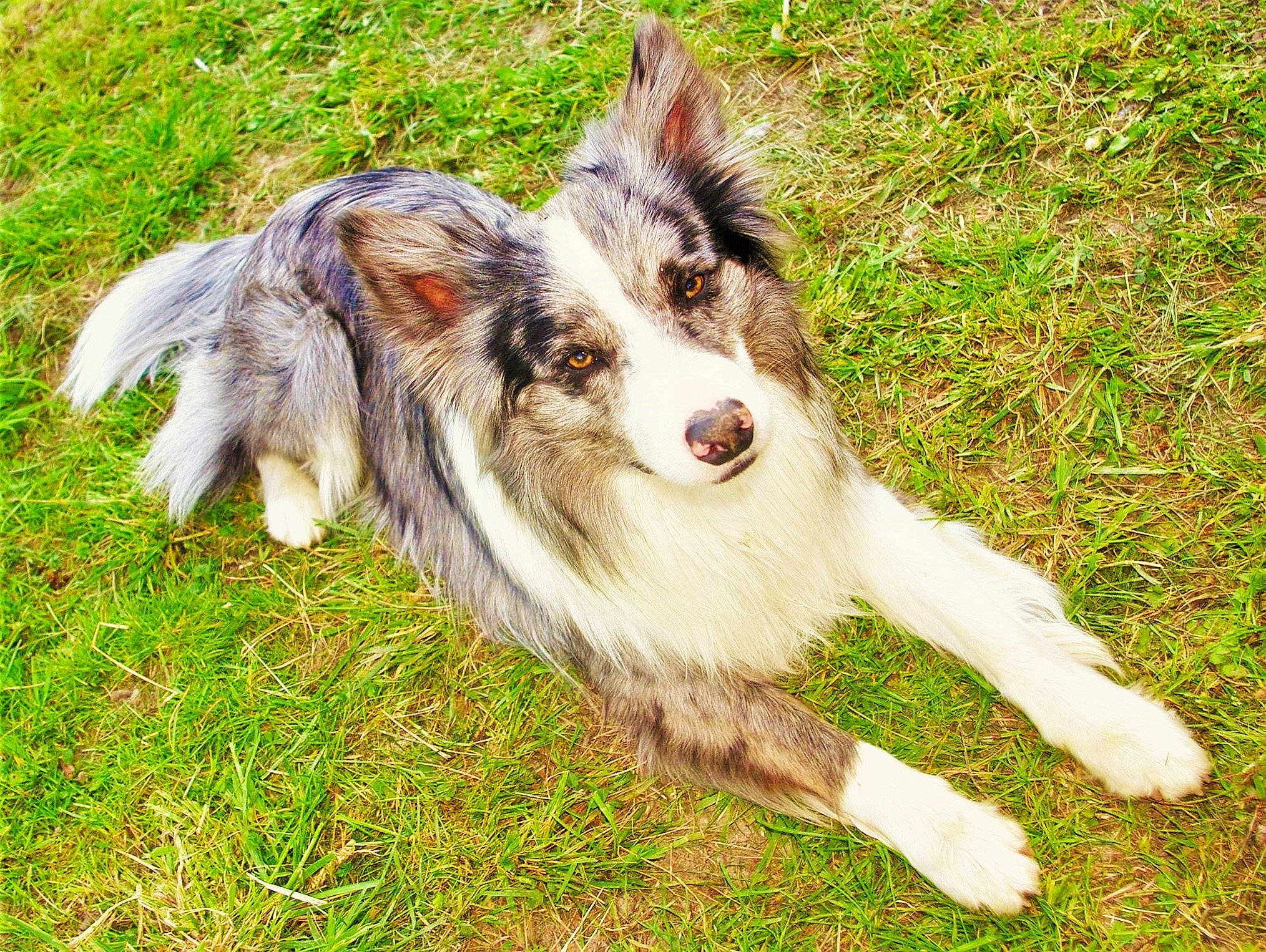 Osko a rejoint le concours — aidez-le/la à gagner de superbes lots ! australian_shepherd, canidae, carnivore, companion_dog, dog, dog_breed, fang, fur, grass, herding_dog, koolie, plant, puppy, sporting_group, tail, terrestrial_animal, whiskers, working_dog