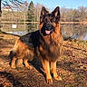 dog, german_shepherd, outdoor, lake, trees, nature, animal, canine, fur, tongue, sunlight, path, autumn, leaf_litter, ears, standing, portrait, daytime, grass, reflection