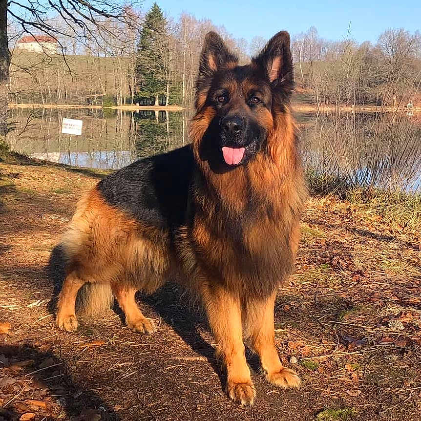 Mario participe au concours pour gagner de l'argent avec cette photo : dog, german_shepherd, outdoor, lake, trees, nature, animal, canine, fur, tongue, sunlight, path, autumn, leaf_litter, ears, standing, portrait, daytime, grass, reflection