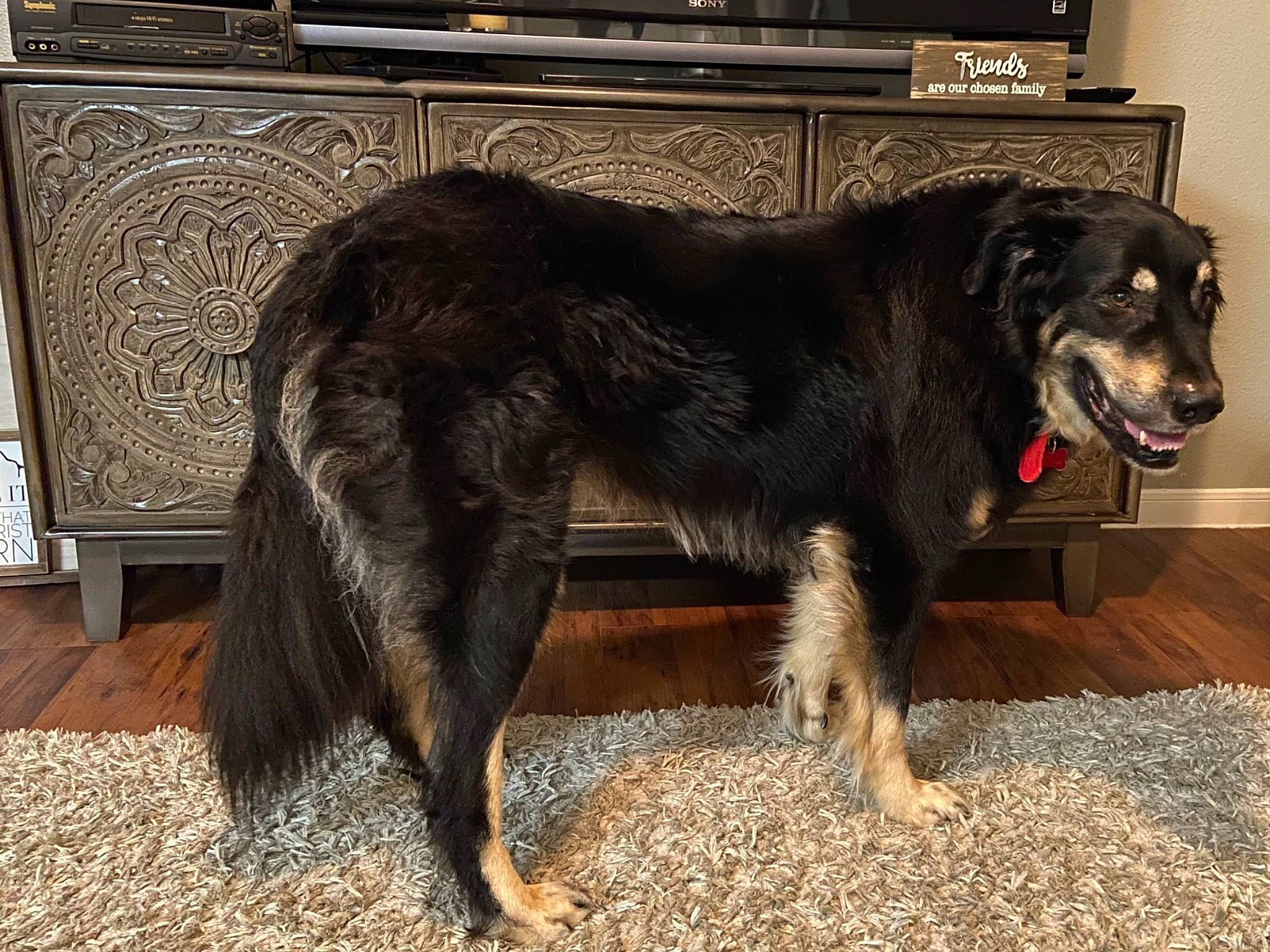 Boomer joined the competition — help win amazing prizes! canidae, carnivore, collar, companion_dog, dog, dog_breed, dog_collar, flooring, fur, guard_dog, hunting_dog, liver, paw, pet_supply, snout, sporting_group, tail, terrestrial_animal, working_animal, working_dog