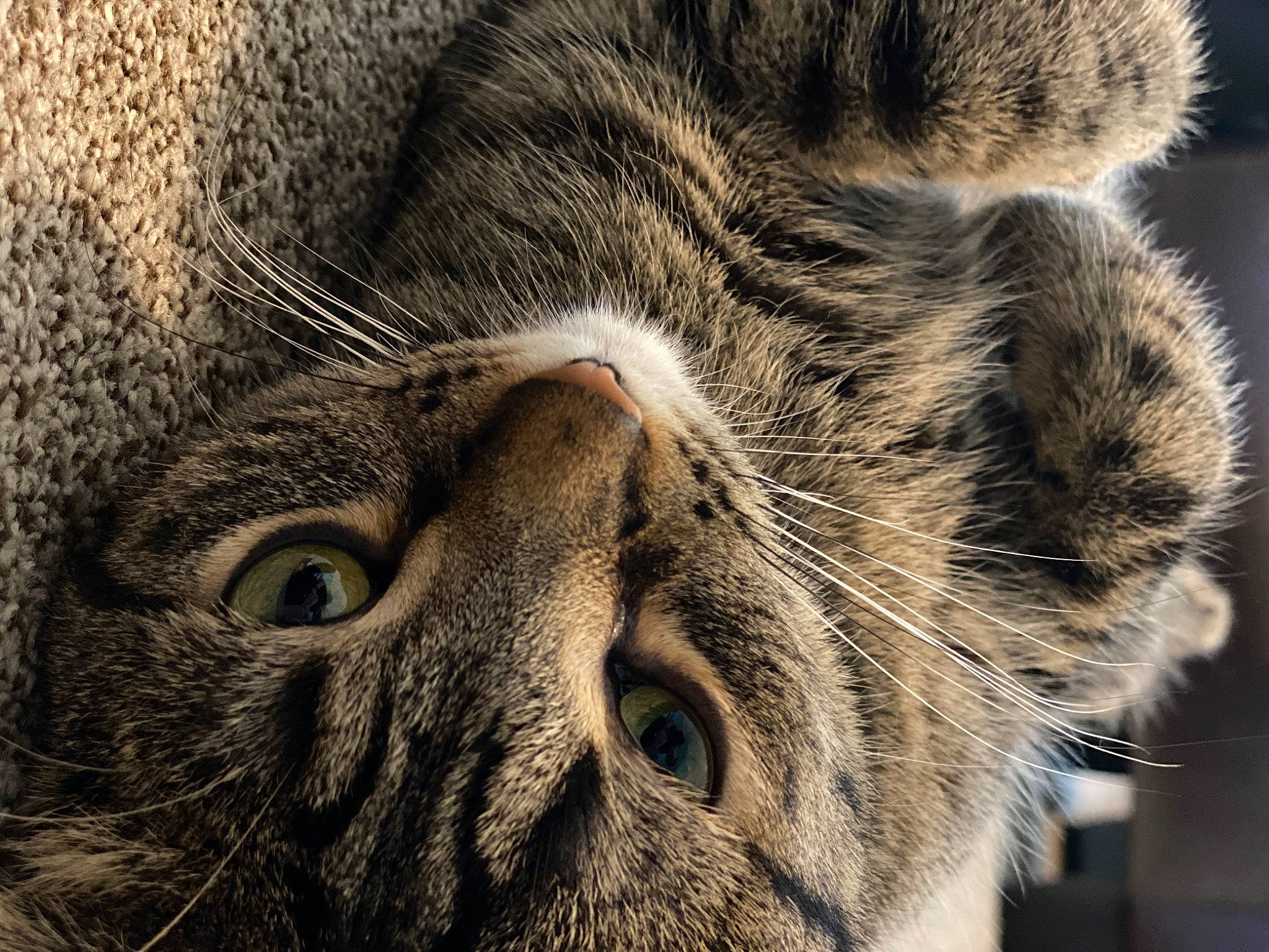 Bubs joined the competition — help win amazing prizes! carnivore, cat, close_up, domestic_short_haired_cat, ear, eye, fawn, felidae, fur, grey, macro_photography, nose, paw, sleep, small_to_medium_sized_cats, snout, terrestrial_animal, whiskers, wildlife, wrinkle
