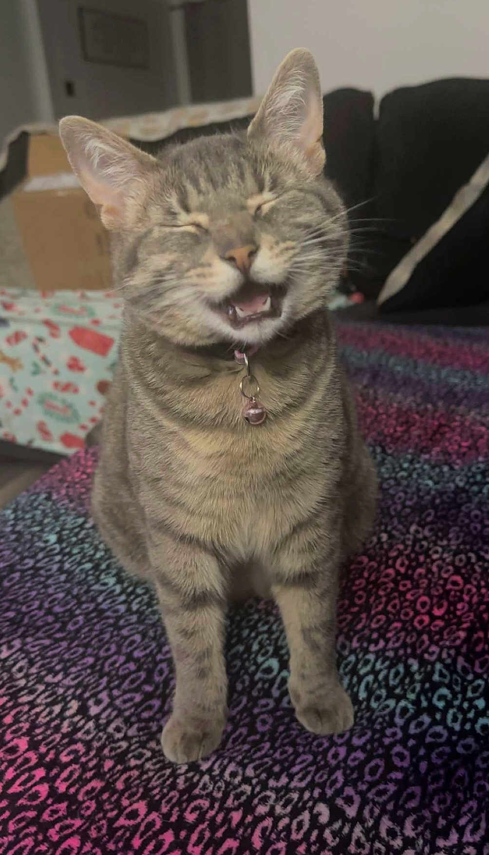 Pete The Cat joined the competition — help win amazing prizes! cat, tabby, pet, feline, happy, sitting, indoor, blanket, patterned_blanket, fur, whiskers, ears, collar, bell, mouth_open, closed_eyes, cute, animal, domestic_cat, furniture