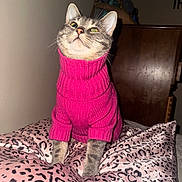 Pete The Cat joined the competition — help win amazing prizes! cat, tabby, pink_sweater, knitwear, leopard_print, pillow, indoor, pet, animal, cute, feline, sitting, portrait, fur, whiskers, ears, domestic_cat, cozy, fashion, home