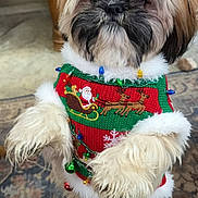 Chewie joined the competition — help win amazing prizes! dog, pet, christmas_sweater, holiday, festive, indoor, carpet, wooden_cabinet, cute, fluffy, small_dog, standing, decorative_lights, bells, santa_claus, reindeer, fur, adorable, holiday_season, celebration